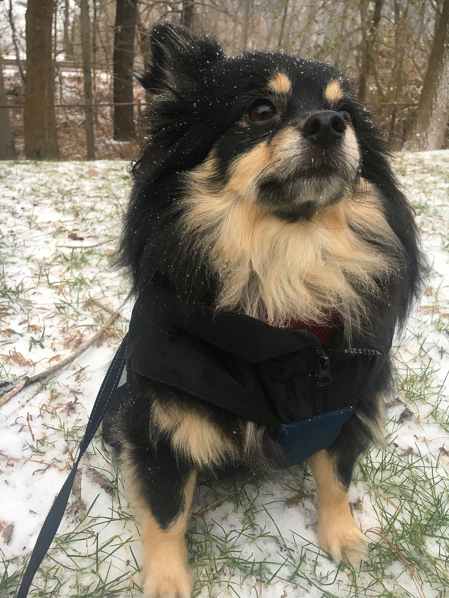 Chunky joined the competition — help win amazing prizes! ancient_dog_breeds, canidae, carnivore, companion_dog, corgi_chihuahua, dog, dog_breed, dog_supply, fur, pet_supply, snout, snow, sporting_group, terrestrial_animal, toy_dog, tree, whiskers, wood, working_animal, working_dog