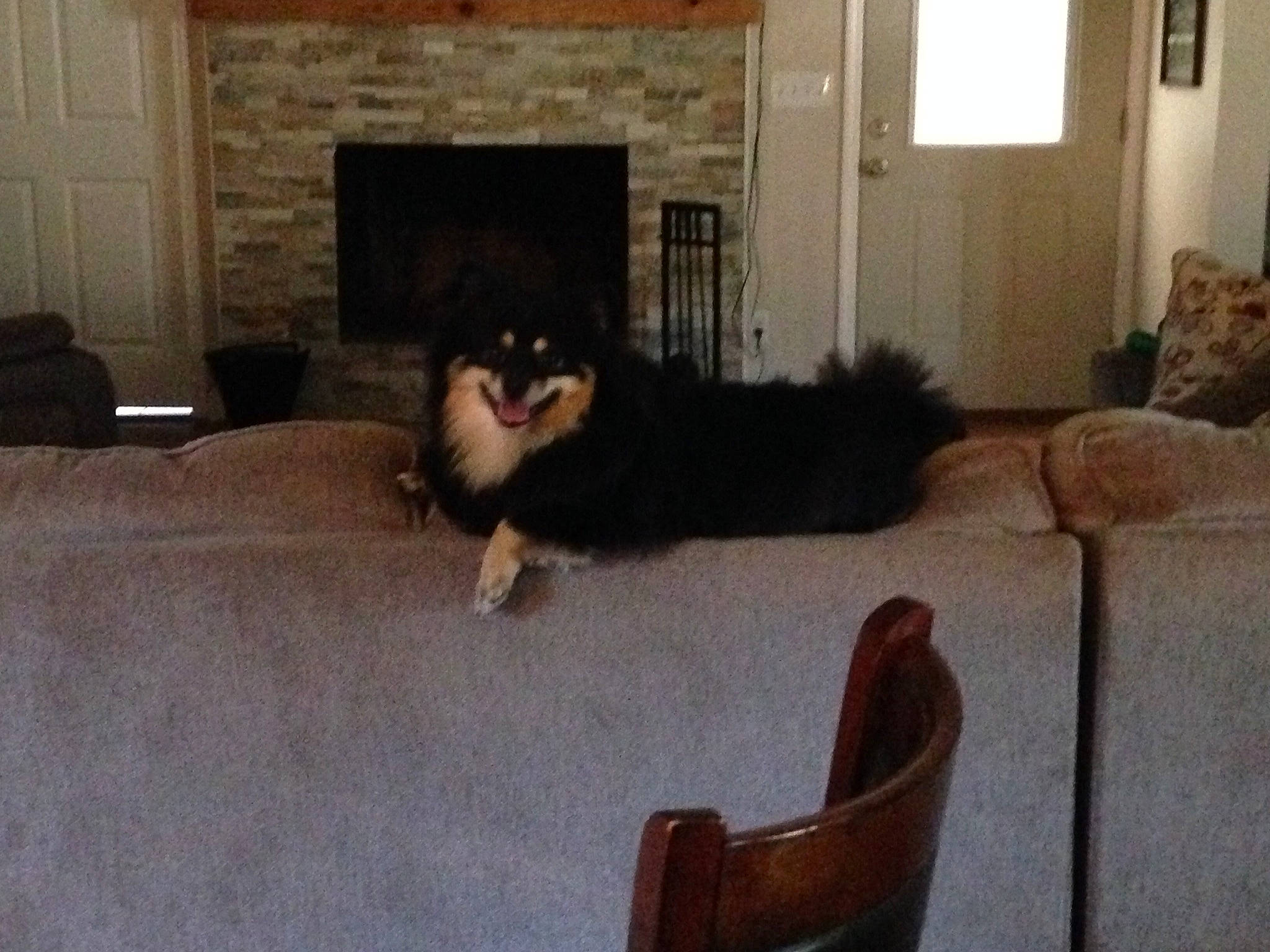 Chunky is registered to the contest to win money with this photo: brown, carnivore, comfort, companion_dog, couch, dog, dog_breed, door, felidae, floor, flooring, fur, furniture, grey, hardwood, living_room, room, small_to_medium_sized_cats, tail, wood