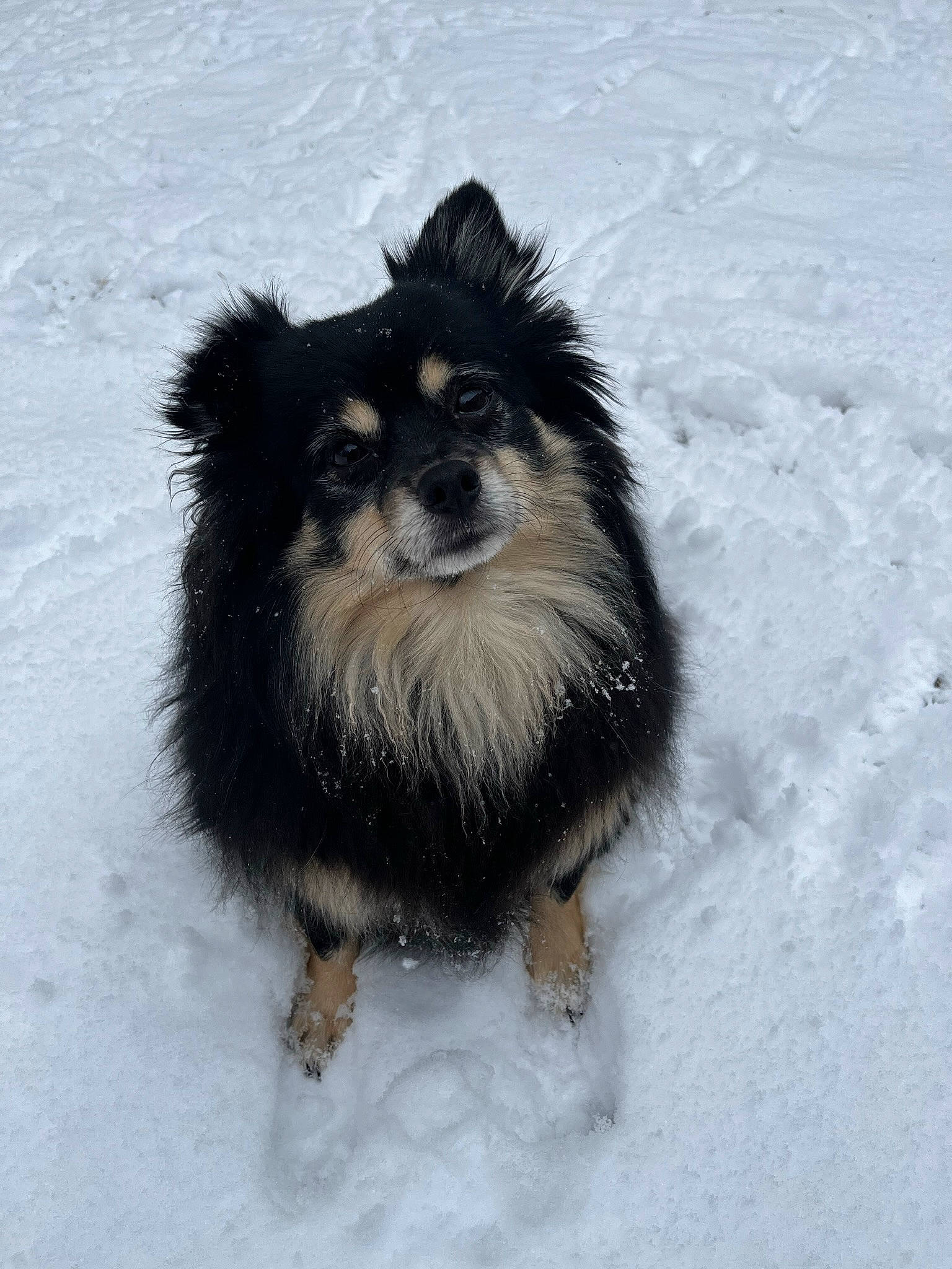 Chunky is registered to the contest to win money with this photo: ancient_dog_breeds, canidae, carnivore, companion_dog, dog, dog_breed, fur, herding_dog, paw, puppy, snout, snow, sporting_group, terrestrial_animal, toy_dog, whiskers, winter, working_animal, working_dog