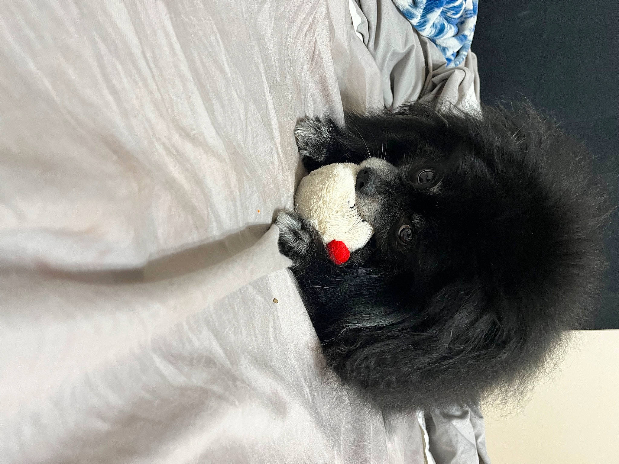 Kayla is registered to the contest to win money with this photo: black_cat, canidae, carnivore, claw, comfort, companion_dog, dog_breed, eyelash, fashion_accessory, feather, felidae, fur, plush, small_to_medium_sized_cats, snout, stuffed_toy, tail, toy, whiskers, wing