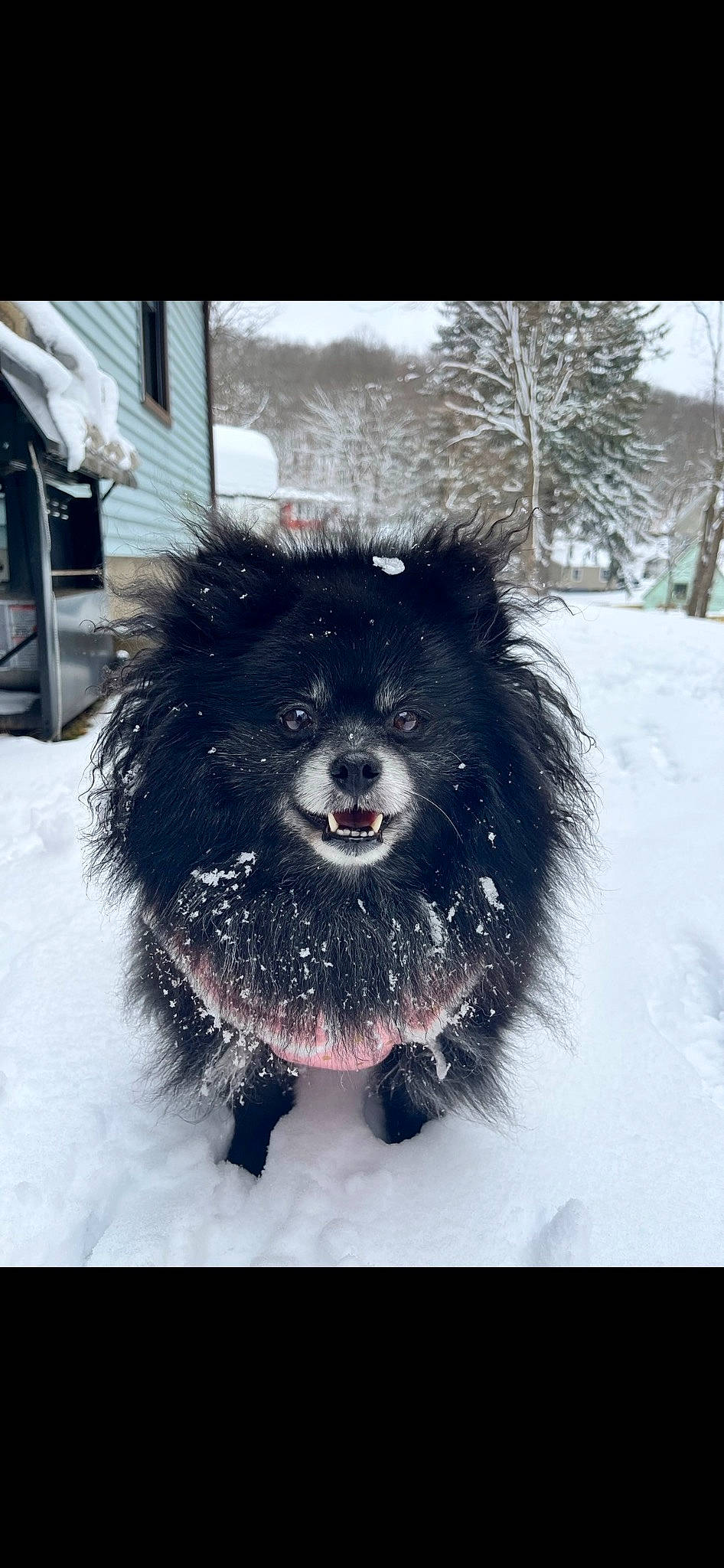 Kayla is registered to the contest to win money with this photo: canidae, carnivore, collar, companion_dog, dog, dog_breed, dog_collar, dog_supply, fang, freezing, fur, snout, snow, sporting_group, tail, toy_dog, tree, whiskers, winter, working_animal