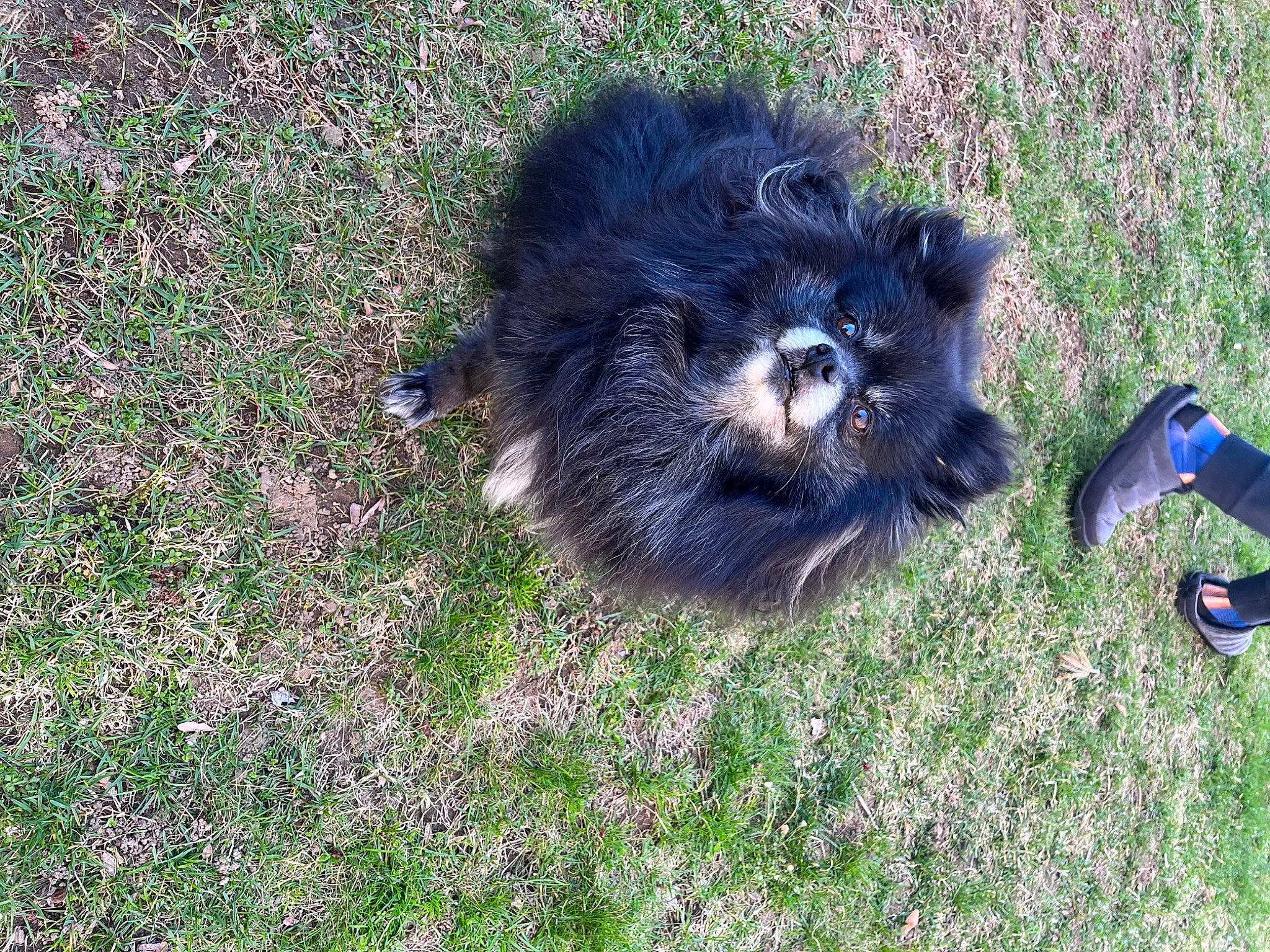 Kayla is registered to the contest to win money with this photo: canidae, carnivore, companion_dog, dog, dog_breed, electric_blue, fur, grass, groundcover, non_sporting_group, soil, sporting_group, tail, terrestrial_animal, terrier, working_animal