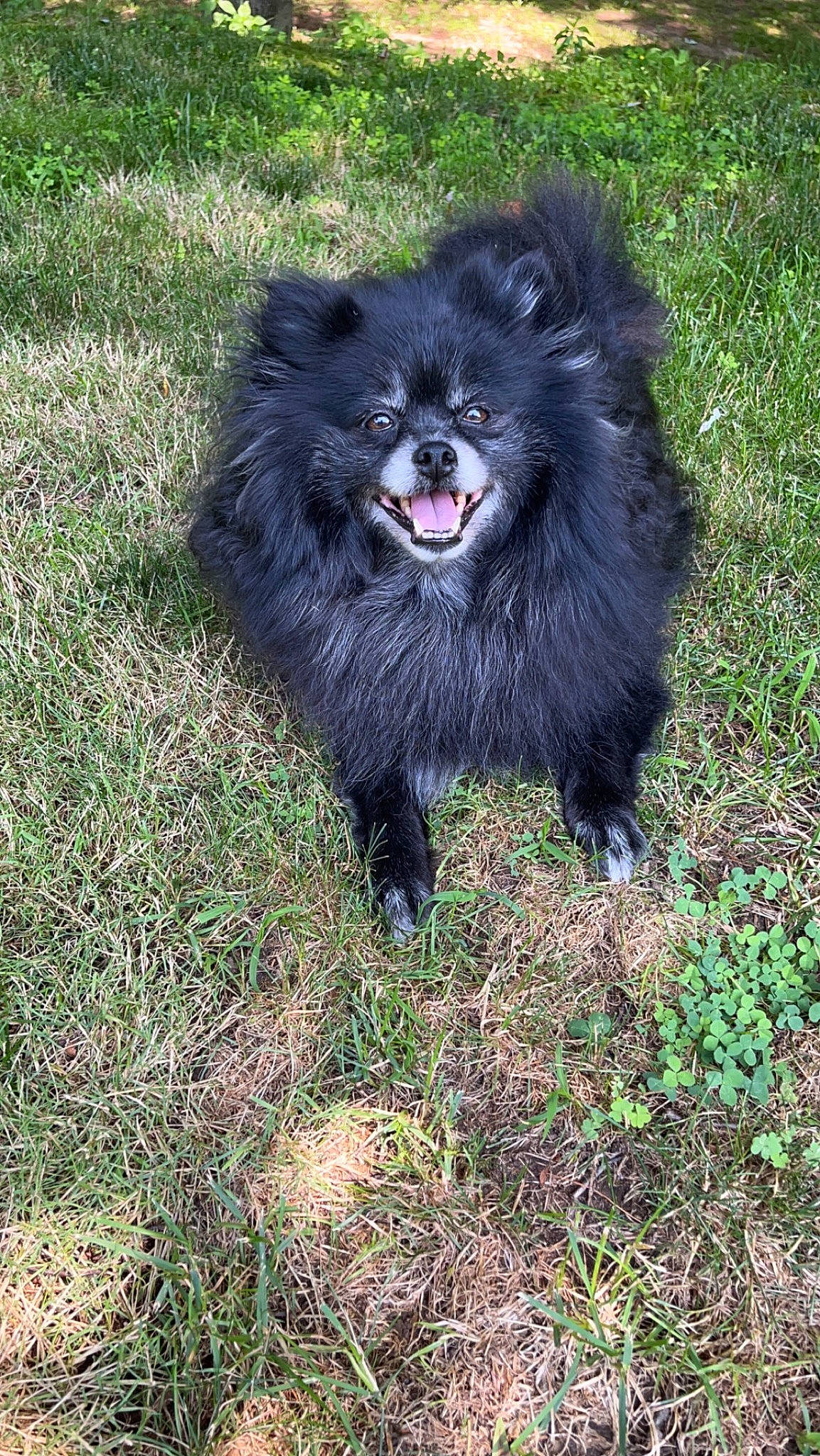 Kayla is registered to the contest to win money with this photo: canidae, carnivore, companion_dog, dog, dog_breed, dog_supply, fur, german_spitz, german_spitz_klein, german_spitz_mittel, grass, liver, snout, spitz, sporting_group, terrestrial_animal, toy_dog, whiskers, working_animal, working_dog