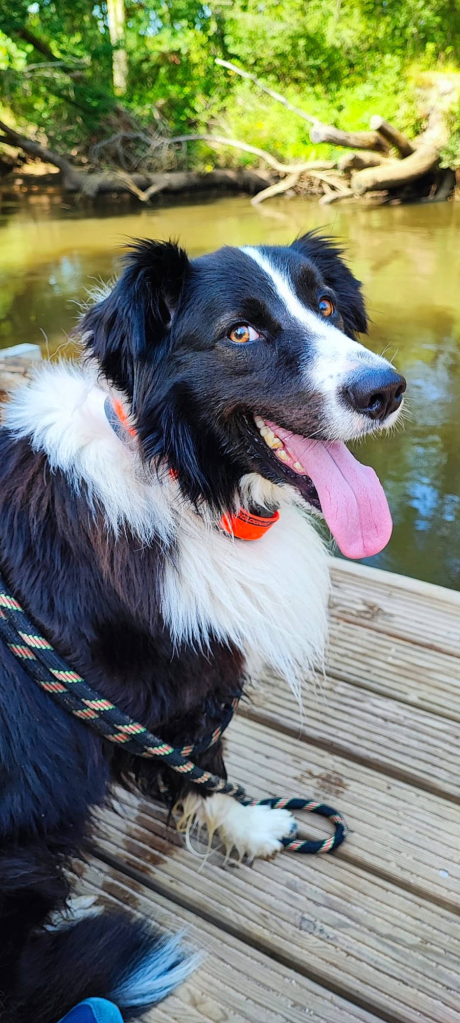 Pégase participe au concours pour gagner de l'argent avec cette photo : border_collie, canidae, carnivore, collar, companion_dog, dog, dog_breed, dog_collar, fur, herding_dog, plant, snout, sporting_group, water, whiskers, working_animal, working_dog