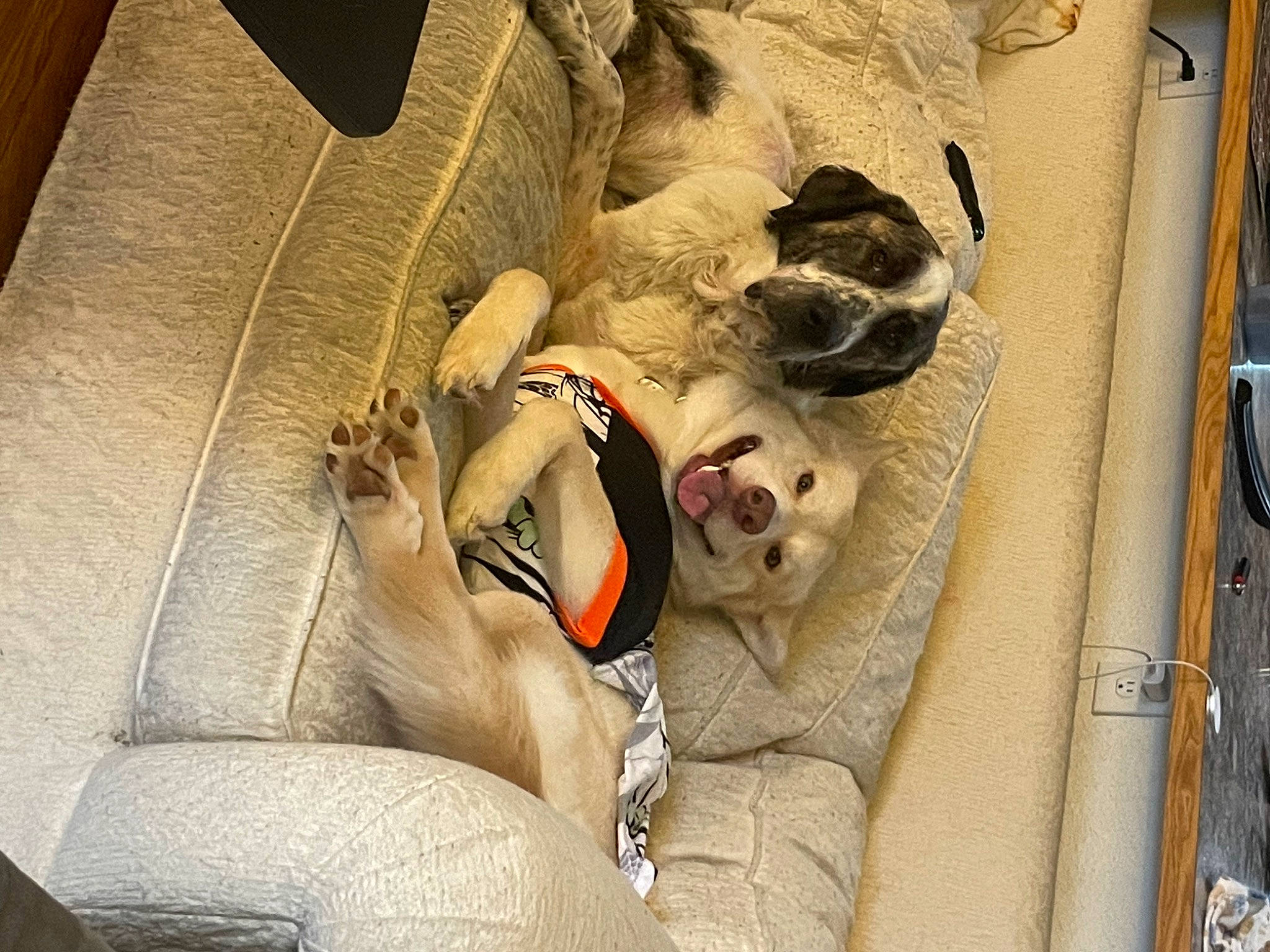 Max joined the competition — help win amazing prizes! bag, canidae, carmine, carnivore, comfort, companion_dog, dog, dog_breed, dog_supply, fawn, felidae, fur, linens, luggage_and_bags, nap, paw, small_to_medium_sized_cats, sporting_group, tail, whiskers