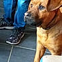 Falko participe au concours pour gagner de l'argent avec cette photo : black_mouth_cur, bullmastiff, canidae, carnivore, dog, dog_breed, fawn, mammal, rare_breed_dog, rhodesian_ridgeback, snout, tosa, vertebrate