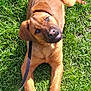 Falko a rejoint le concours — aidez-le/la à gagner de superbes lots ! black_mouth_cur, broholmer, canidae, carnivore, dog, dog_breed, fawn, hound, mammal, mountain_cur, rare_breed_dog, rhodesian_ridgeback, tosa, vertebrate