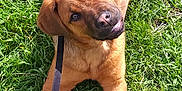Falko a rejoint le concours — aidez-le/la à gagner de superbes lots ! black_mouth_cur, broholmer, canidae, carnivore, dog, dog_breed, fawn, hound, mammal, mountain_cur, rare_breed_dog, rhodesian_ridgeback, tosa, vertebrate