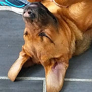 Falko participe au concours pour gagner de l'argent avec cette photo : canidae, carnivore, companion_dog, dog, dog_breed, fawn, mammal, snout, sporting_group, vertebrate