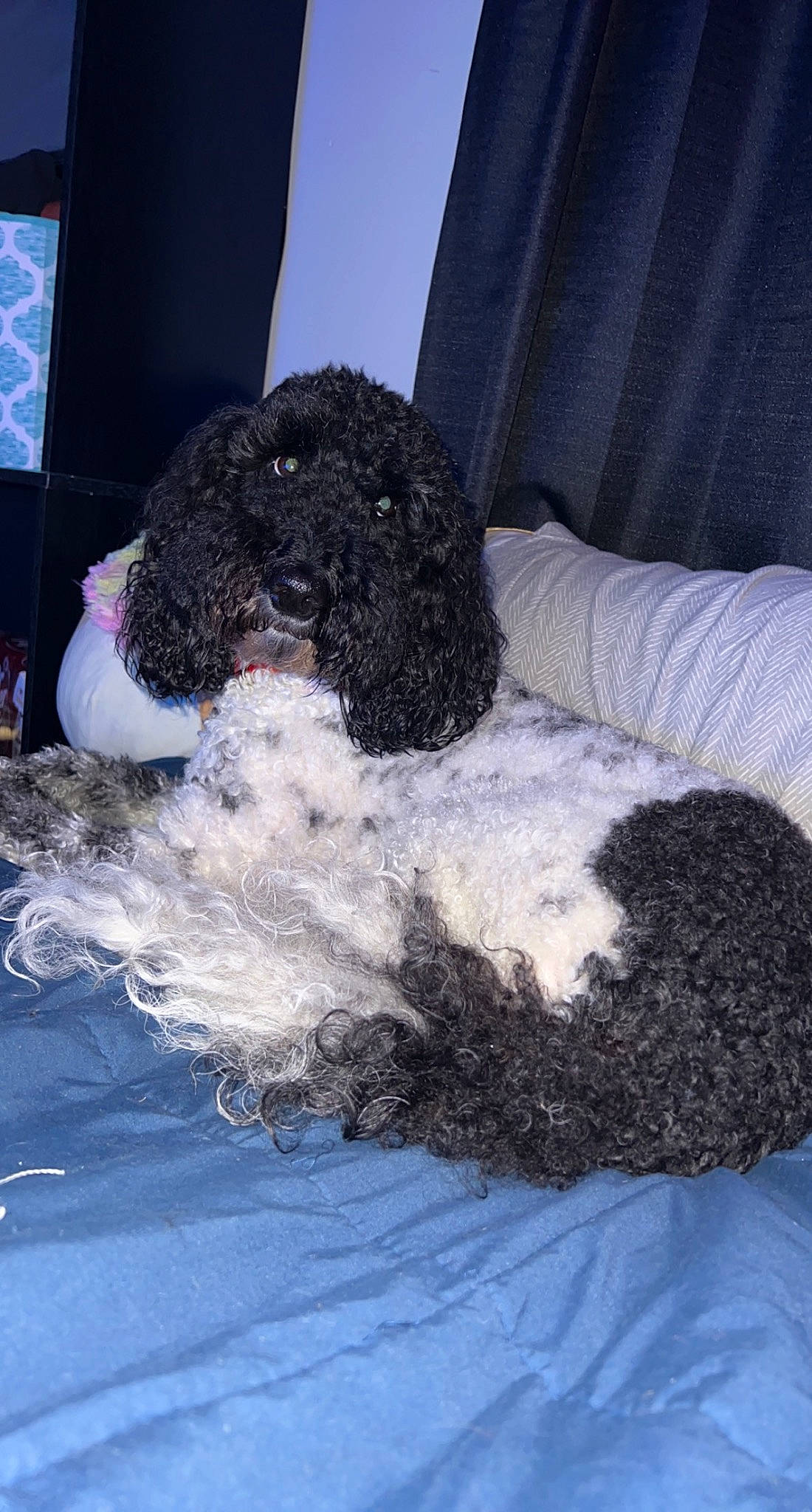 Winston is registered to the contest to win money with this photo: canidae, carnivore, comfort, companion_dog, dog, dog_breed, fur, labradoodle, non_sporting_group, pet_supply, poodle, snout, sporting_group, terrier, toy_dog, water_dog, working_animal