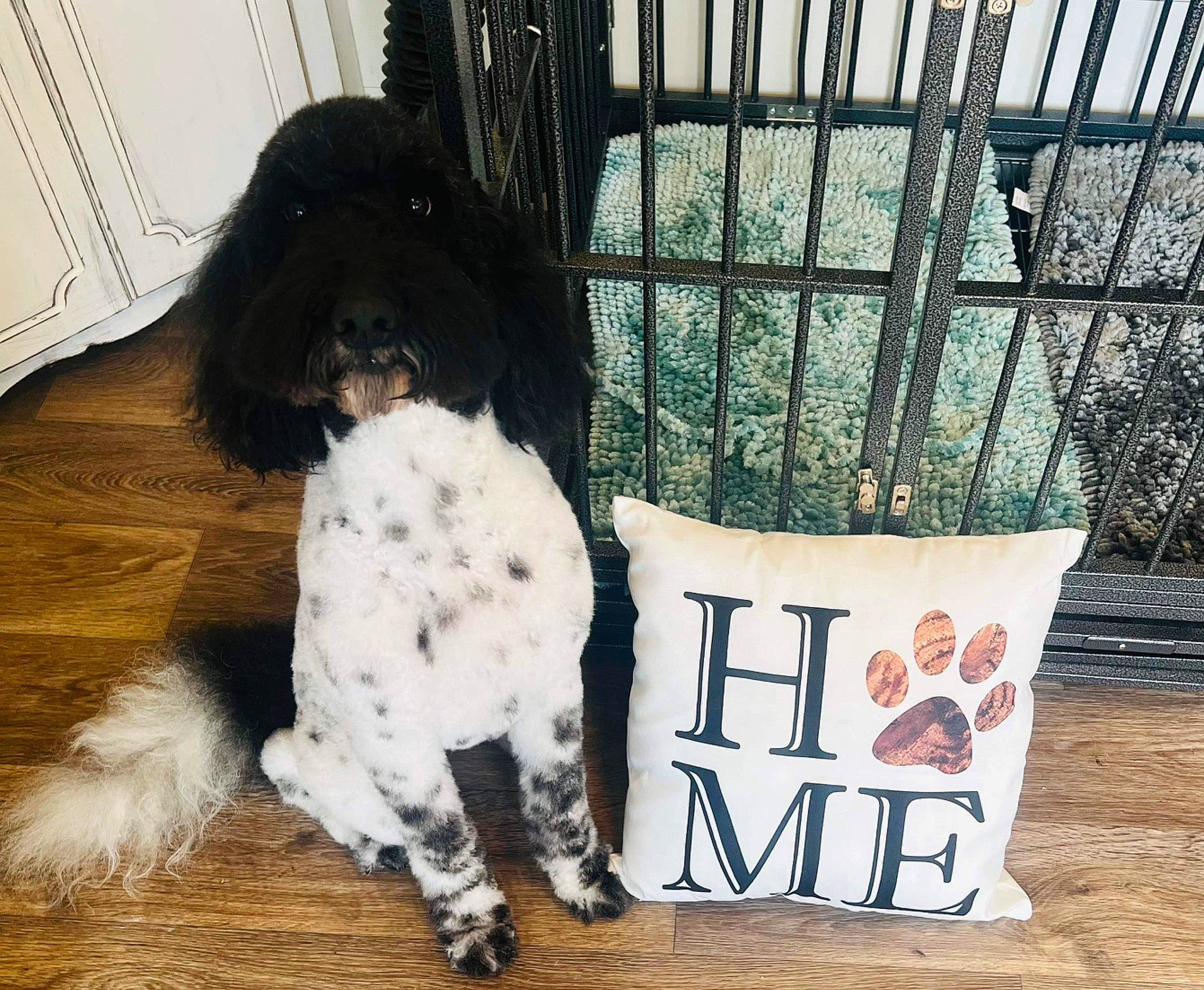 Winston is registered to the contest to win money with this photo: canidae, carnivore, companion_dog, dog, dog_breed, dog_supply, font, fur, labradoodle, metal, non_sporting_group, pet_supply, snout, spaniel, sporting_group, stuffed_toy, terrier, toy, toy_dog, water_dog