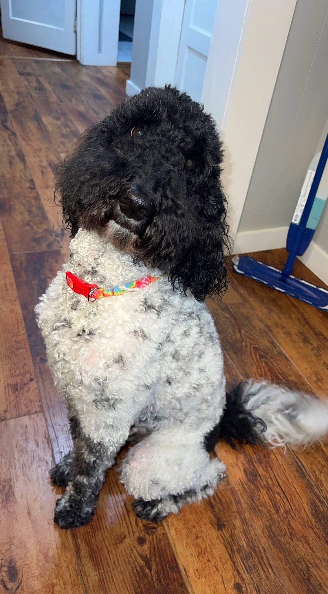 Winston is registered to the contest to win money with this photo: canidae, carnivore, collar, companion_dog, dog, dog_breed, dog_supply, flooring, fur, hardwood, maltepoo, pet_supply, poodle, snout, sporting_group, terrier, toy_dog, water_dog, wood, working_animal