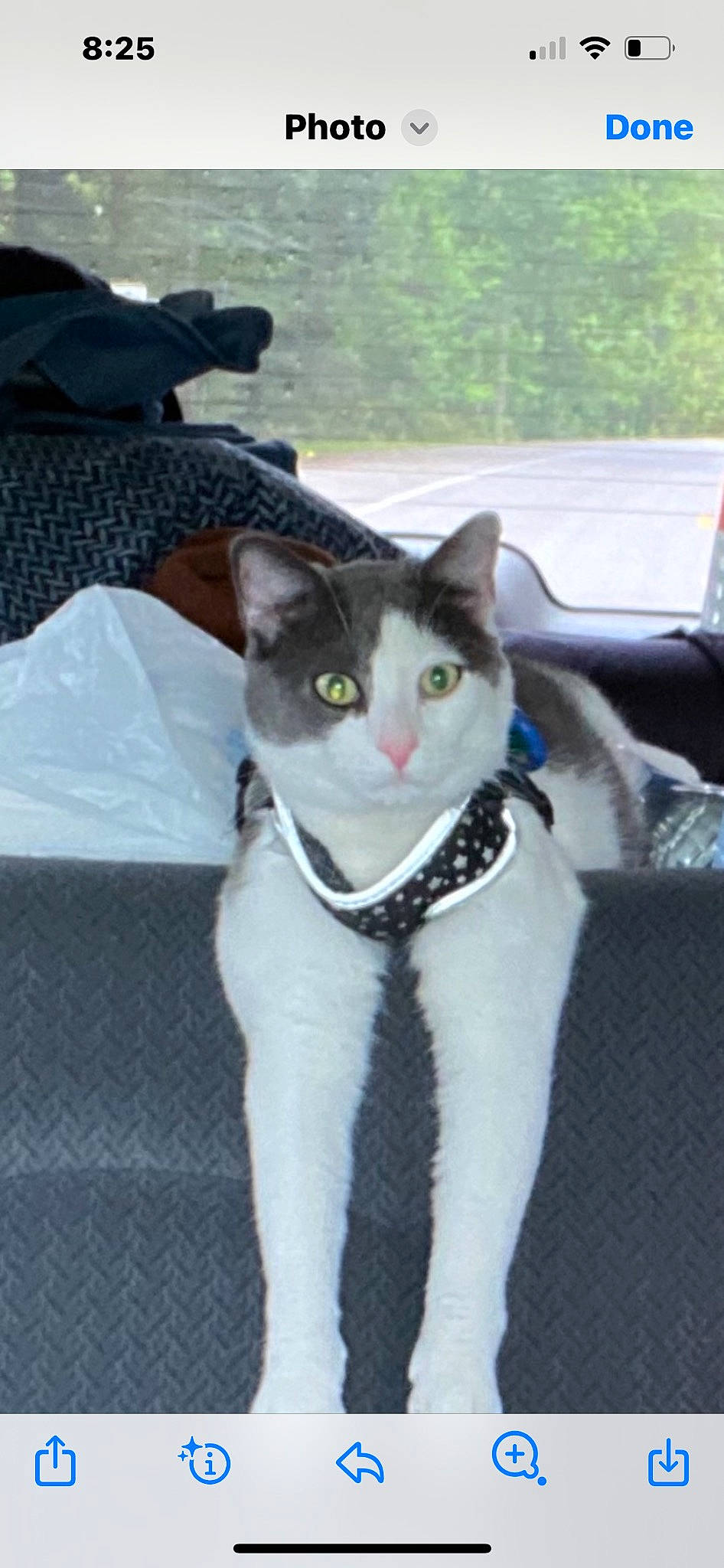 Traveler is registered to the contest to win money with this photo: carnivore, cat, collar, domestic_short_haired_cat, felidae, formal_wear, fur, grey, paw, small_to_medium_sized_cats, tail, tree, whiskers, window