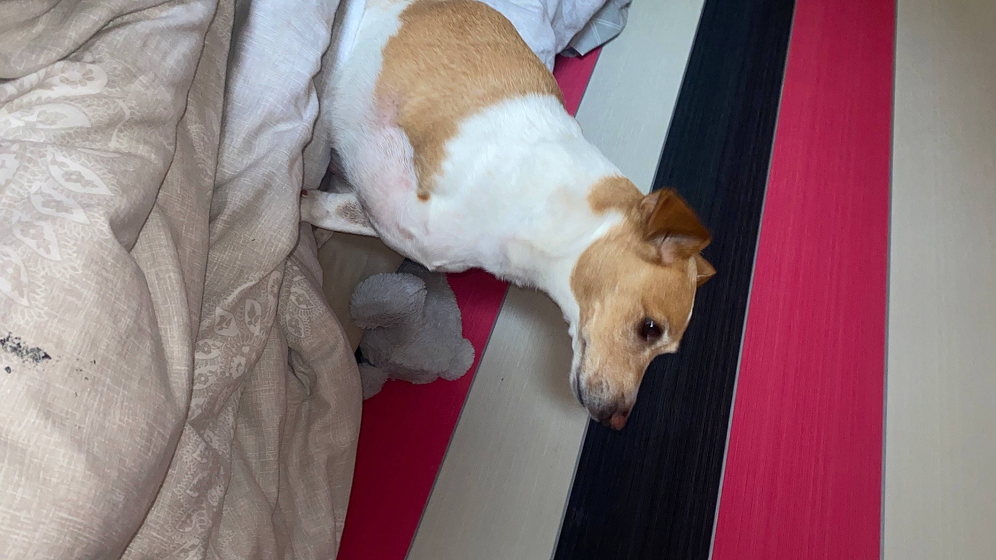 Hopscotch joined the competition — help win amazing prizes! canidae, carnivore, comfort, companion_dog, couch, dog, dog_breed, dog_supply, fawn, floor, flooring, fur, hardwood, non_sporting_group, pet_supply, puppy, snout, tail, wood, working_animal