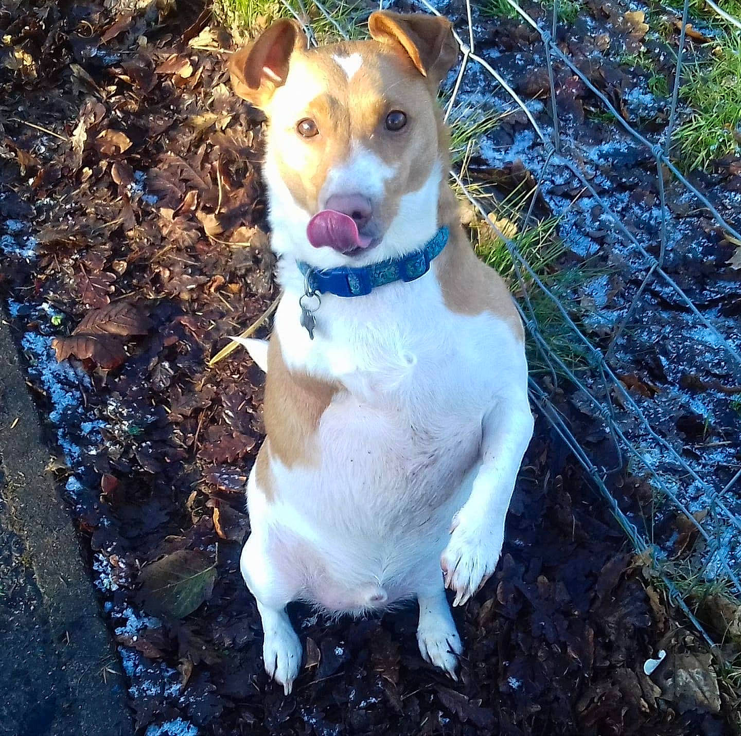 Hopscotch joined the competition — help win amazing prizes! adventure, ancient_dog_breeds, canidae, carnivore, collar, companion_dog, dog, dog_breed, dog_collar, fawn, plant, sporting_group, street_dog, tail, terrier, whiskers, working_animal