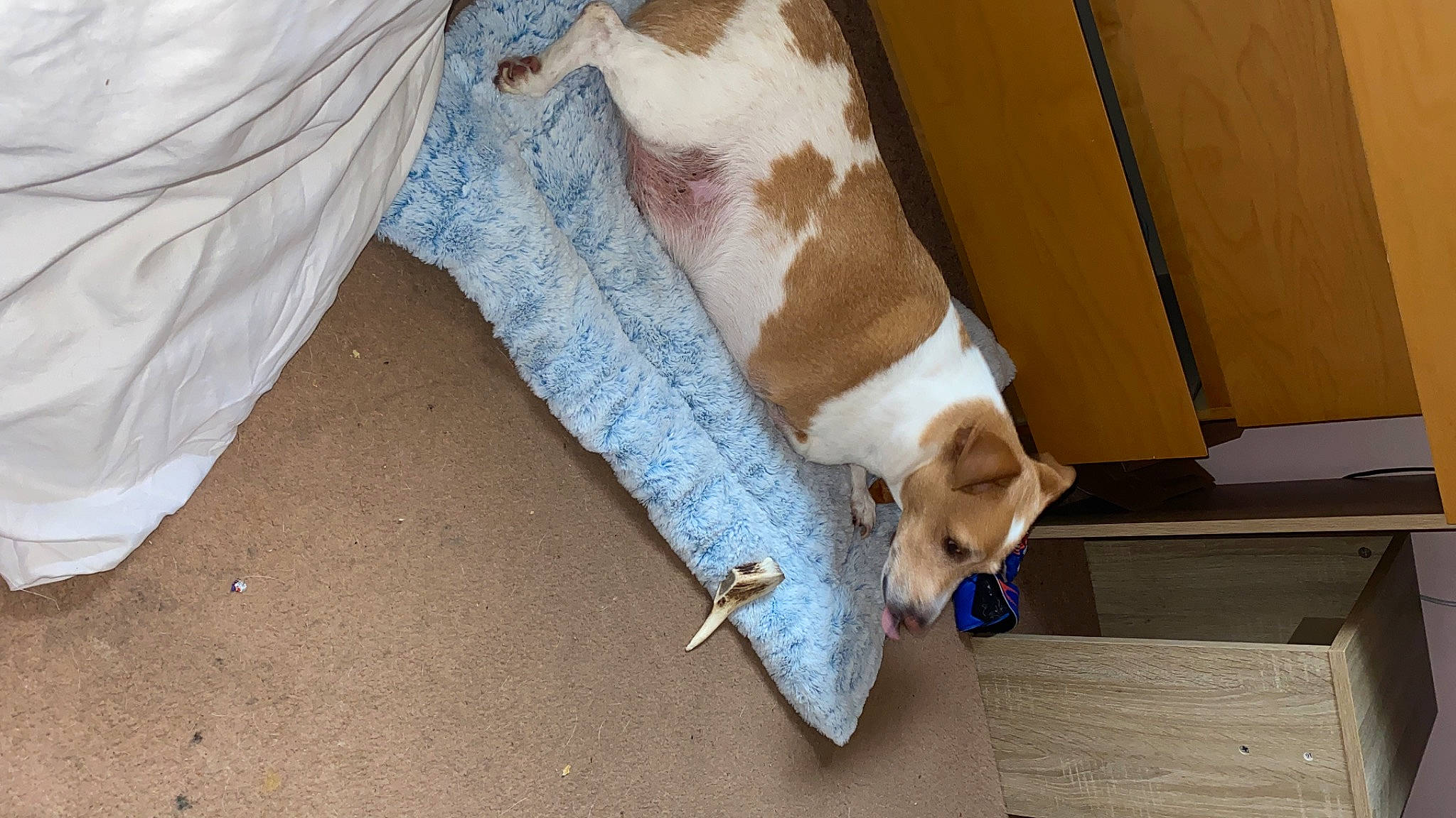 Hopscotch joined the competition — help win amazing prizes! canidae, carnivore, collar, comfort, companion_dog, dog, dog_breed, dog_supply, fawn, flooring, fur, hardwood, human_leg, pet_supply, snout, sporting_group, tail, whiskers, wood, working_animal