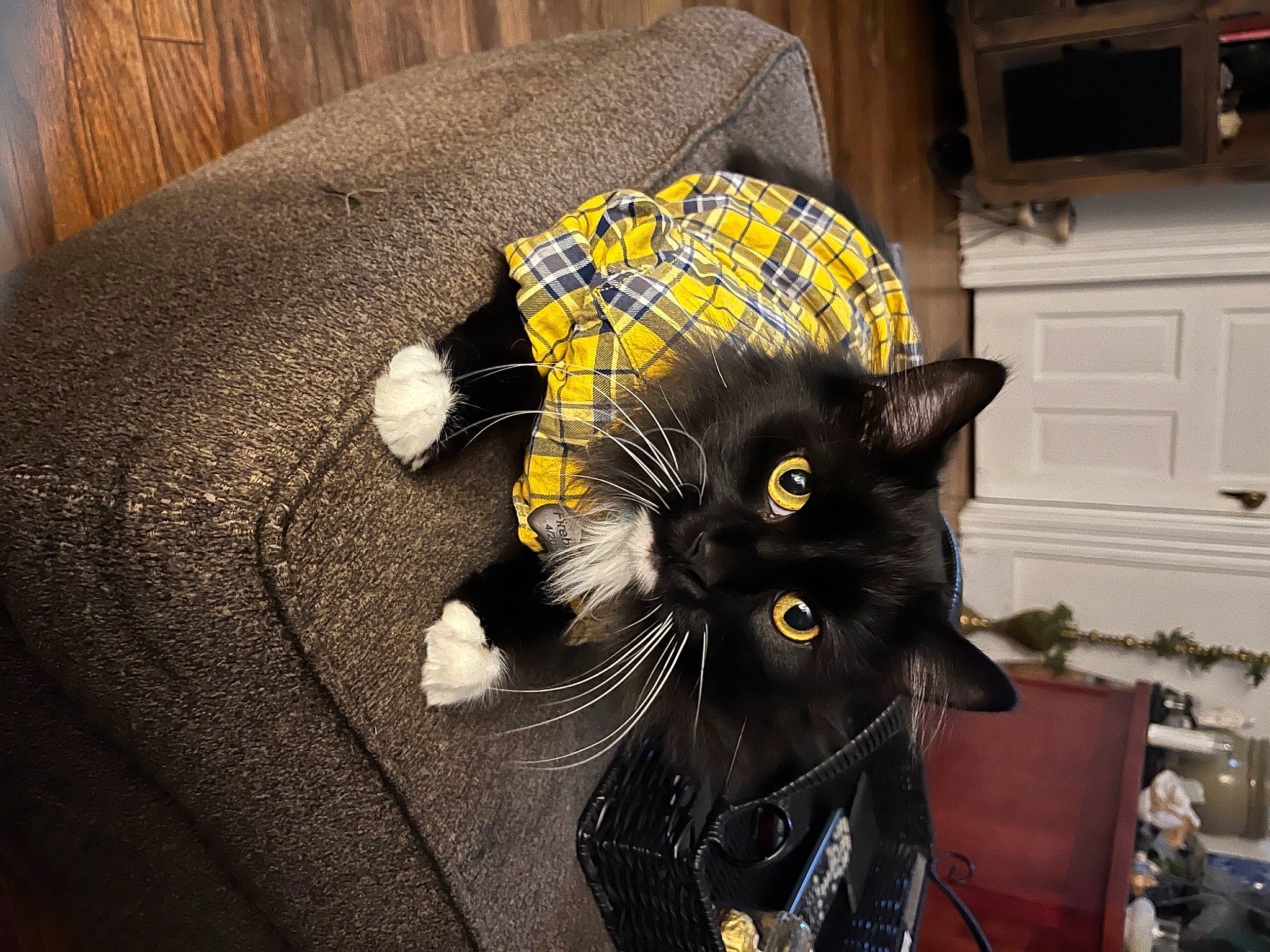 Fireball joined the competition — help win amazing prizes! black_cat, cabinetry, carnivore, cat, comfort, cupboard, domestic_short_haired_cat, felidae, fur, grey, room, small_to_medium_sized_cats, snout, tail, wall_plate, whiskers
