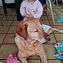 Kayssy participe au concours pour gagner de l'argent avec cette photo : toddler, child, dog, labrador, toy, doll, indoor, floor, tile, furniture, chair, table, smile, happy, pet, person, clothing, playtime, cute, home