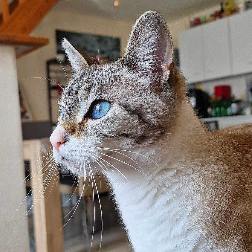 Sierra