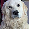 Samson is registered to the contest to win money with this photo: dog, golden_retriever, white_dog, fluffy, long_hair, fur, close_up, portrait, face, eyes, nose, ears, cream_coat, pet, canine, indoors, looking_at_camera, dramatic, cute, animal