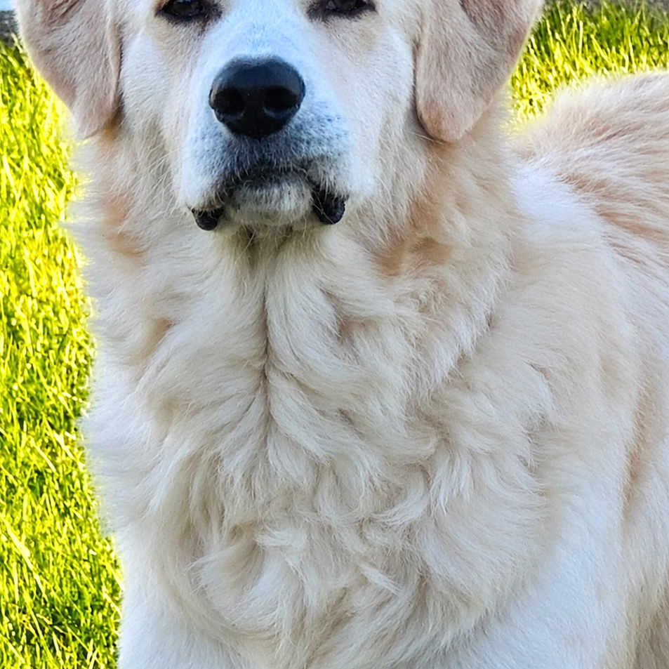 Samson