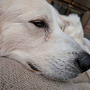 Samson is registered to the contest to win money with this photo: dog, white_dog, close_up, sleepy, resting, snout, nose, eye, fur, canine, pet, cushion, sofa, textured_fabric, indoor, brick_wall, portrait, side_view, relaxed, cozy