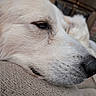 dog, white_dog, close_up, sleepy, resting, snout, nose, eye, fur, canine, pet, cushion, sofa, textured_fabric, indoor, brick_wall, portrait, side_view, relaxed, cozy