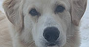 Samson joined the competition — help win amazing prizes! dog, puppy, fluffy, cream_colored, golden_retriever, close_up, portrait, face, eyes, nose, ears, fur, long_hair, cute, outdoor, snow, winter, pale_background, animal, photography