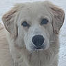 dog, puppy, fluffy, cream_colored, golden_retriever, close_up, portrait, face, eyes, nose, ears, fur, long_hair, cute, outdoor, snow, winter, pale_background, animal, photography