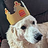 Samson joined the competition — help win amazing prizes! dog, white_dog, fluffy, crown, burger_king, pet, portrait, close_up, face, eyes, nose, fur, couch, indoor, sitting, relaxed, funny, costume, royalty, photography