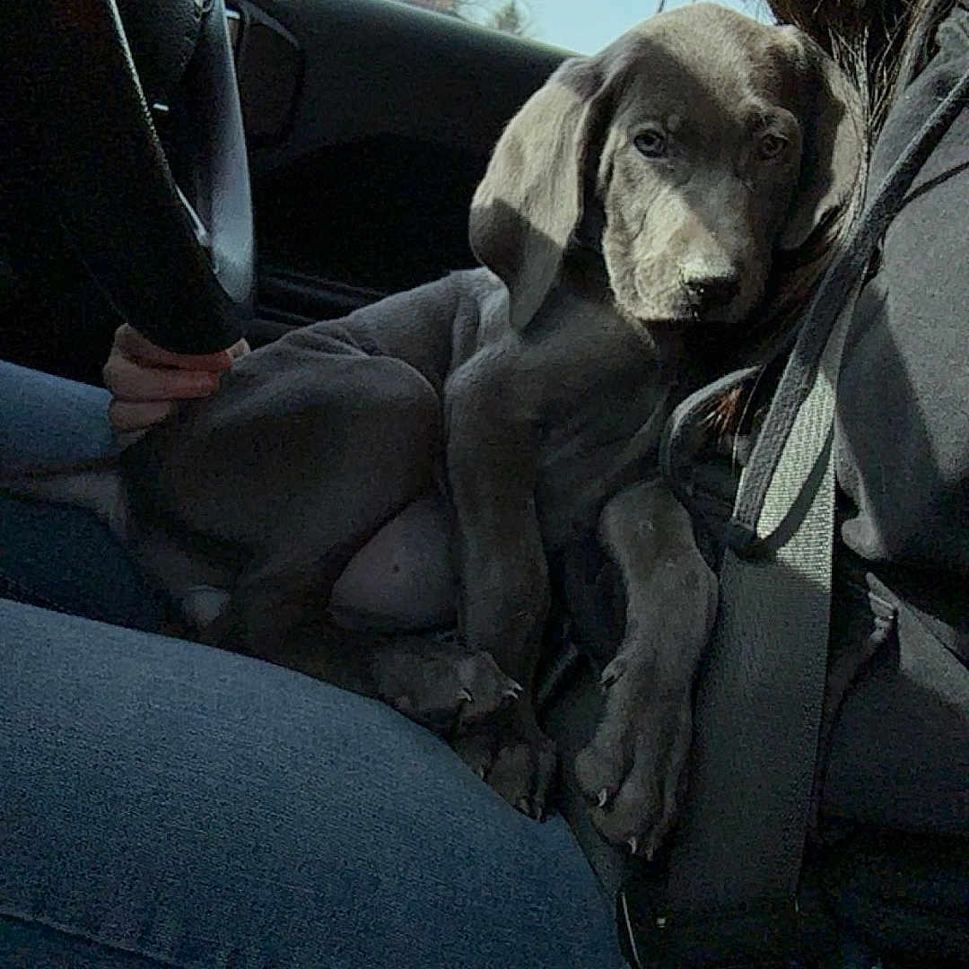 Molly is registered to the contest to win money with this photo: animal, car, casual, daytime, dog, domestic_animal, flags, hand, interior, jeans, lap, person, pet, puppy, relaxing, resting, seatbelt, sky, window, young_dog