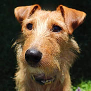 Rio a rejoint le concours — aidez-le/la à gagner de superbes lots ! airedale, animal, ball, canine, dog, football, goldenretriever, grass, hound, pet, plant, puppy, soccer, soccerball, sport, terrier, whitedog