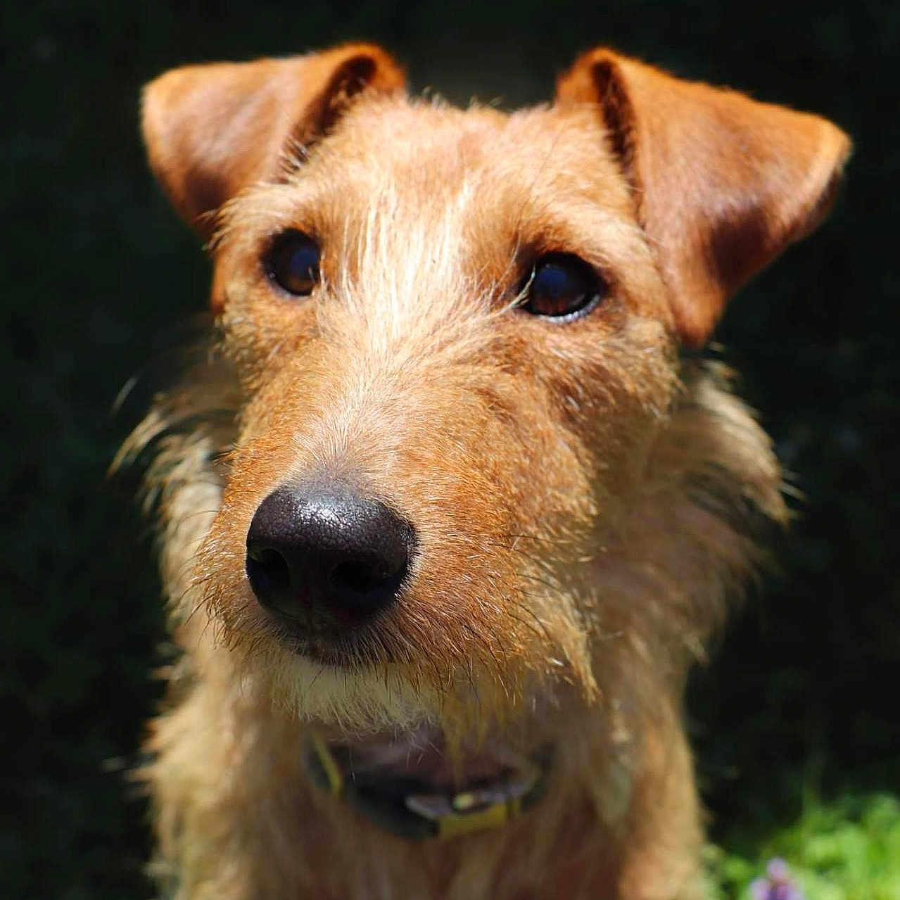 Rio a rejoint le concours — aidez-le/la à gagner de superbes lots ! airedale, animal, ball, canine, dog, football, goldenretriever, grass, hound, pet, plant, puppy, soccer, soccerball, sport, terrier, whitedog