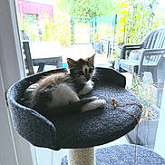 Chanel a rejoint le concours — aidez-le/la à gagner de superbes lots ! kitten, cat_tree, indoor, window, glass_door, garden, plant_pots, chair, pet, feline, fur, resting, curious, daylight, cozy, home, toy, string, relaxing, young