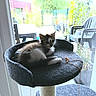 kitten, cat_tree, indoor, window, glass_door, garden, plant_pots, chair, pet, feline, fur, resting, curious, daylight, cozy, home, toy, string, relaxing, young