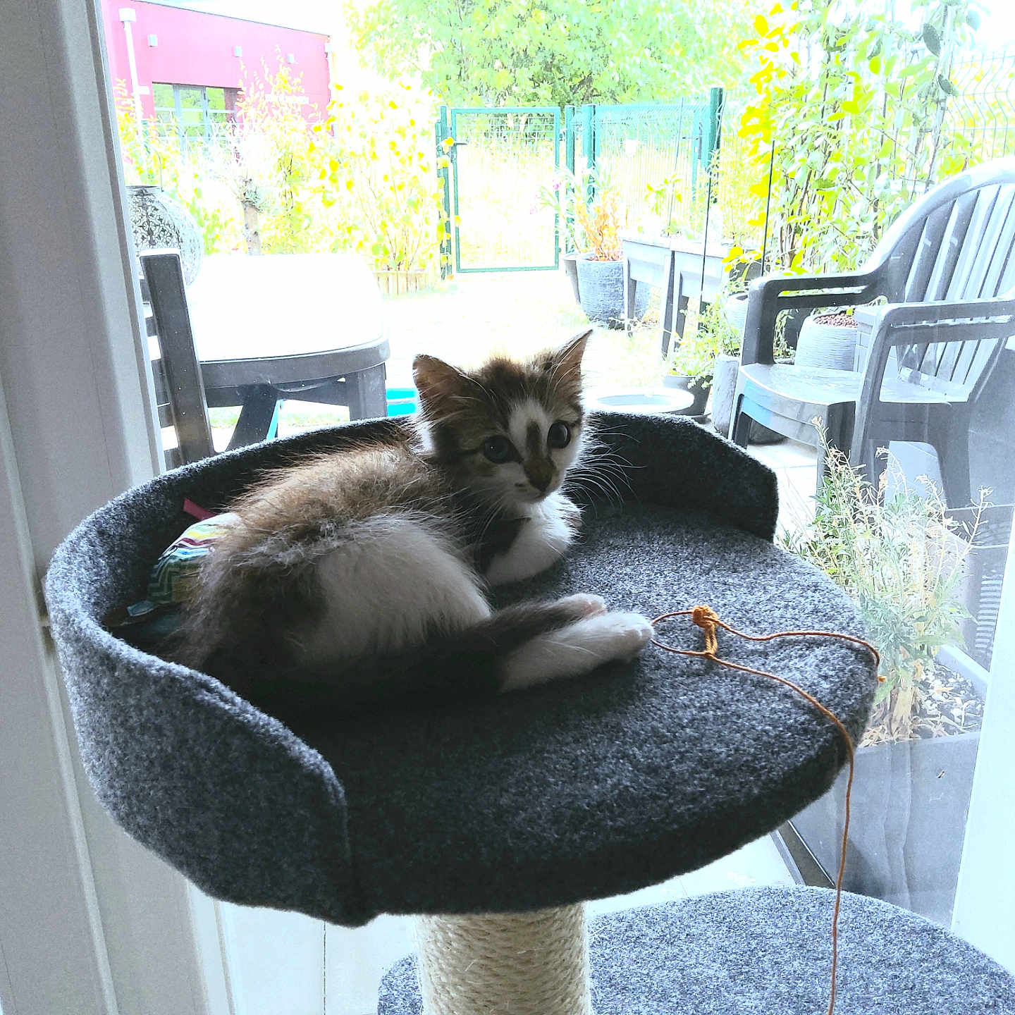Chanel a rejoint le concours — aidez-le/la à gagner de superbes lots ! kitten, cat_tree, indoor, window, glass_door, garden, plant_pots, chair, pet, feline, fur, resting, curious, daylight, cozy, home, toy, string, relaxing, young