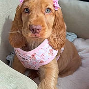 Luna is registered to the contest to win money with this photo: bed, blanket, close_up, cozy, cute, dog, eyes, fur, harness, indoor, looking_at_camera, nose, paw, pet, pink_bow, portrait, puppy, sitting, snout, spaniel