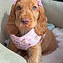 bed, blanket, close_up, cozy, cute, dog, eyes, fur, harness, indoor, looking_at_camera, nose, paw, pet, pink_bow, portrait, puppy, sitting, snout, spaniel