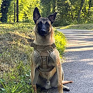Ares participe au concours pour gagner de l'argent avec cette photo : dog, belgian_malinois, harness, sitting, path, forest, greenery, sunlight, outdoor, nature, alert, animal, canine, trees, grass, summer, pets, walking, shadows, daylight