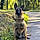 Ares