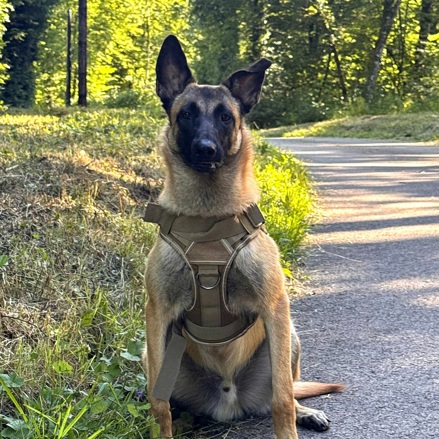 Ares participe au concours pour gagner de l'argent avec cette photo : dog, belgian_malinois, harness, sitting, path, forest, greenery, sunlight, outdoor, nature, alert, animal, canine, trees, grass, summer, pets, walking, shadows, daylight