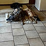 dog, dogs, indoor, floor, tile_floor, blanket, cushion, resting, lying_down, pet, animal, brown_dog, black_dog, mixed_breed, relaxing, home, cozy, quiet, three_dogs, radiator