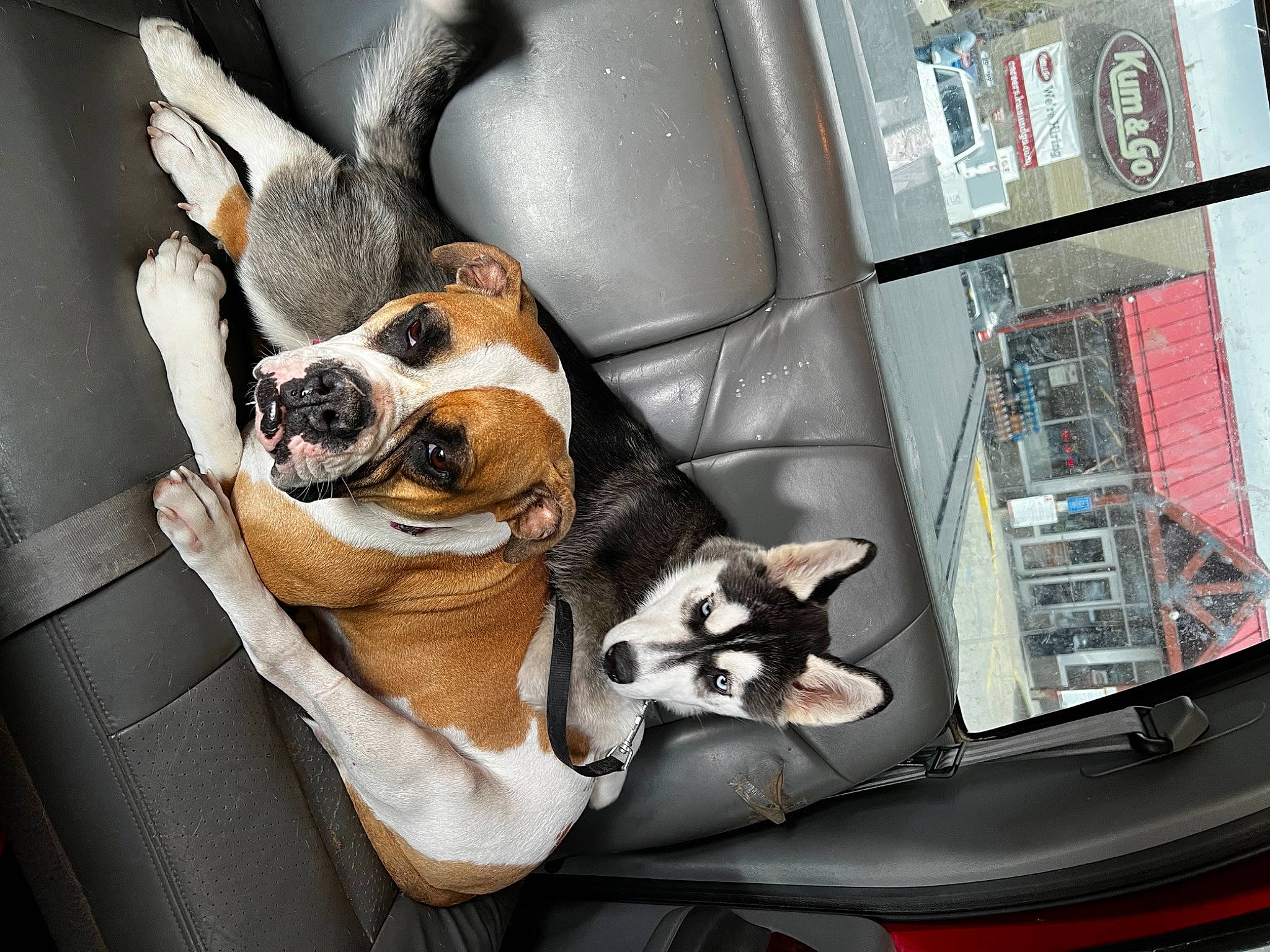 Legend joined the competition — help win amazing prizes! auto_part, automotive_design, automotive_lighting, bag, bumper, car_seat_cover, carnivore, collar, comfort, companion_dog, dog, dog_breed, dog_supply, eyewear, fawn, hood, motor_vehicle, snout, vehicle_door, whiskers