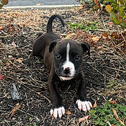 Dahlia joined the competition — help win amazing prizes! puppy, dog, black_and_white, outdoor, plants, bushes, dry_leaves, curious, young, pet, animal, nature, ground, crouching, closeup, cute, small, paws, face, ears