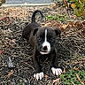 puppy, dog, black_and_white, outdoor, plants, bushes, dry_leaves, curious, young, pet, animal, nature, ground, crouching, closeup, cute, small, paws, face, ears
