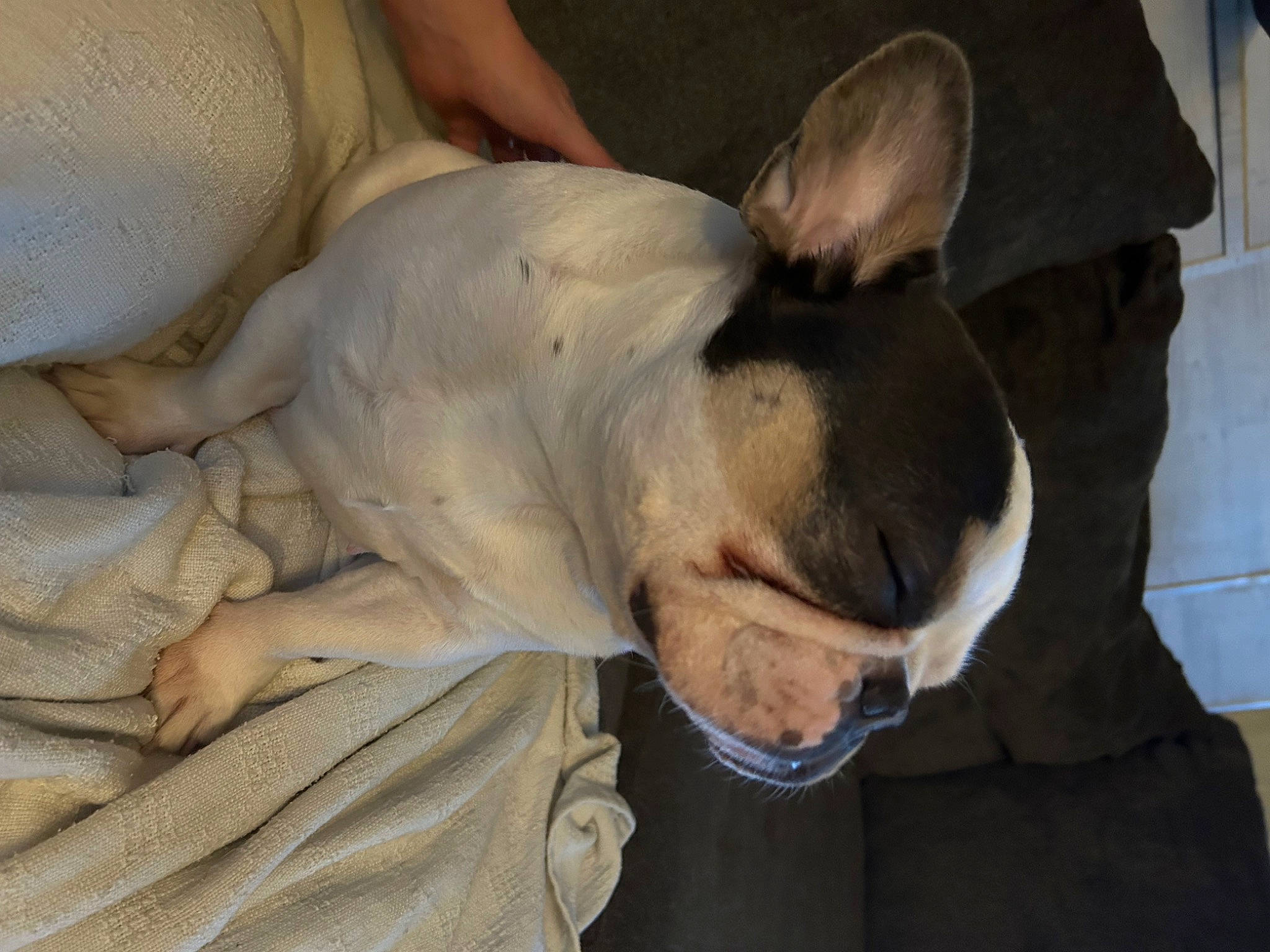 Chloe is registered to the contest to win money with this photo: bulldog, canidae, carnivore, collar, comfort, companion_dog, dog, dog_breed, ear, fawn, fur, jaw, nap, old_english_terrier, sporting_group, terrestrial_animal, toy_dog, whiskers, working_animal, wrinkle