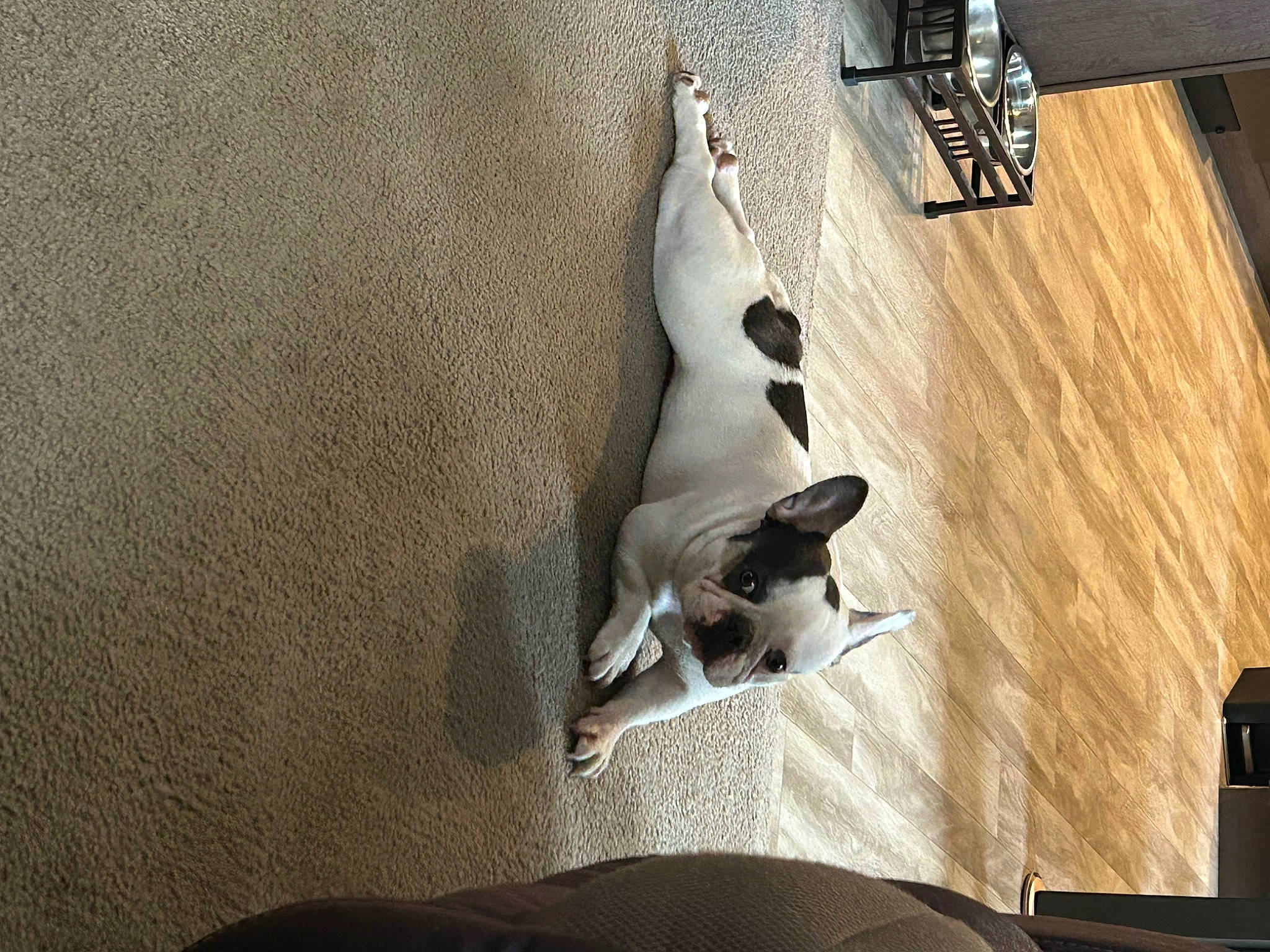 Chloe is registered to the contest to win money with this photo: canidae, carnivore, comfort, companion_dog, dog, dog_breed, fawn, felidae, flooring, grey, hardwood, linens, pet_supply, room, shadow, small_to_medium_sized_cats, sporting_group, tail, whiskers, wood