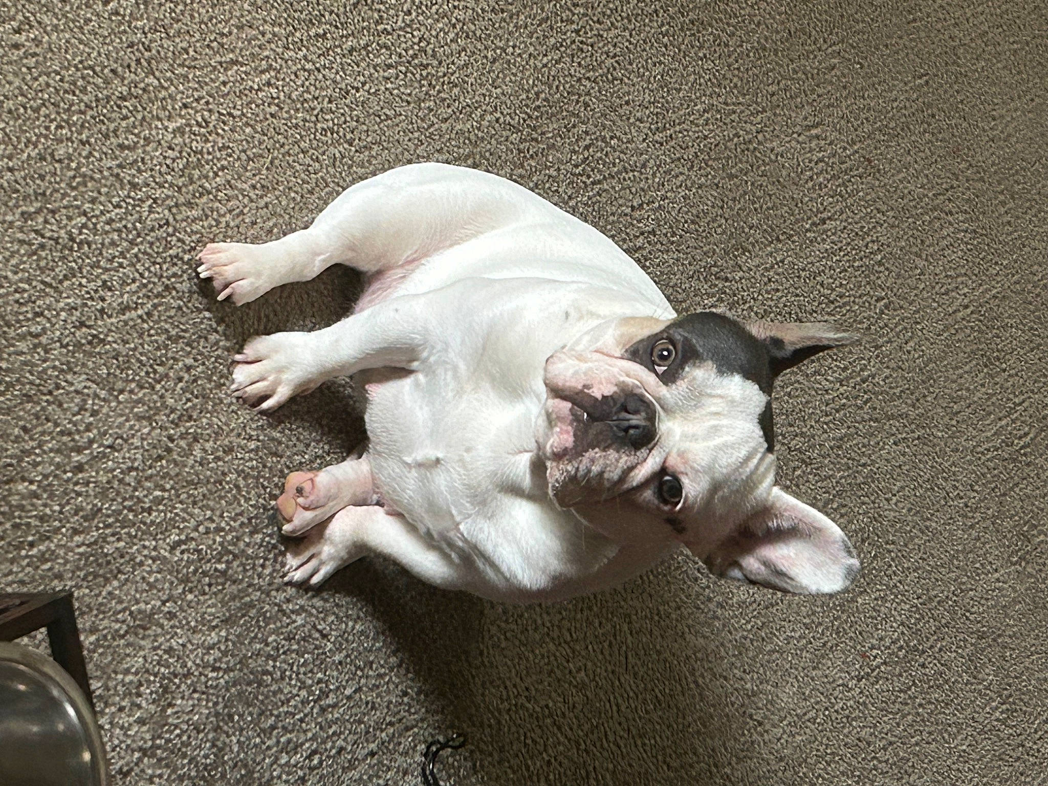 Chloe is registered to the contest to win money with this photo: canidae, carnivore, comfort, companion_dog, dog, dog_breed, fawn, french_bulldog, nap, non_sporting_group, paw, puppy, sleep, sporting_group, tail, terrestrial_animal, toy_dog, whiskers, working_animal