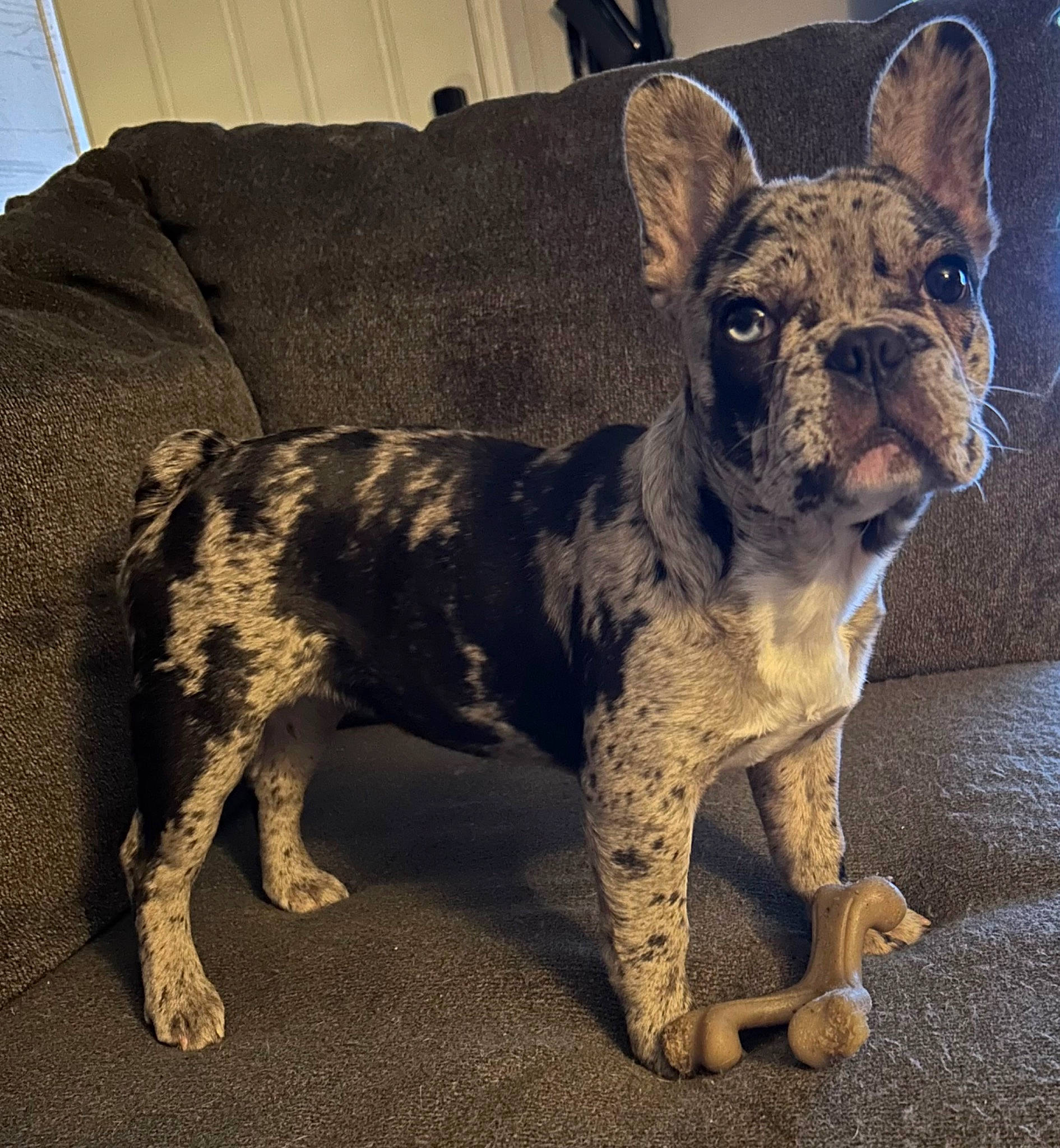 Zoe is registered to the contest to win money with this photo: ancient_dog_breeds, canidae, carnivore, collar, comfort, companion_dog, dog, dog_breed, dog_collar, fawn, non_sporting_group, snout, sporting_group, terrestrial_animal, toy_dog, whiskers, working_animal