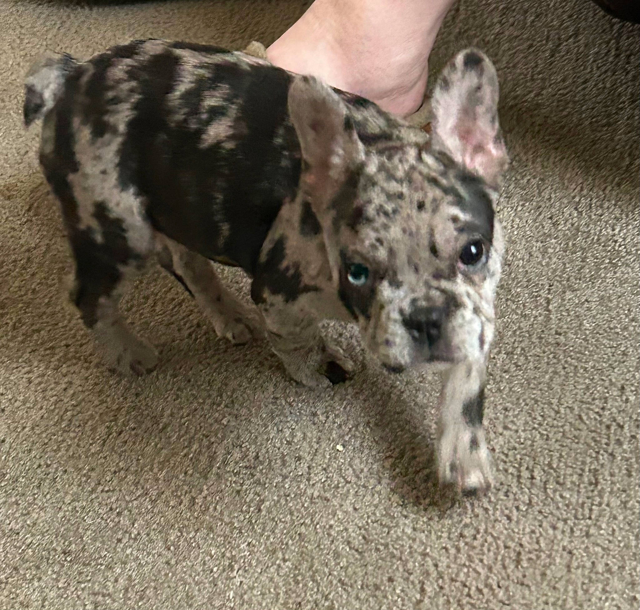 Zoe is registered to the contest to win money with this photo: canidae, carnivore, companion_dog, dog, dog_breed, fawn, foot, fur, non_sporting_group, paw, puppy, snout, sporting_group, tail, terrestrial_animal, terrier, toy_dog, whiskers, working_animal